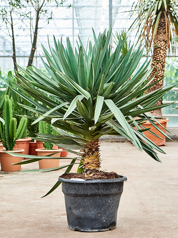 Yucca gloriosa 'Lone Star' Stem - Foto 82366