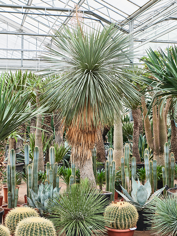 Yucca linearifolia Stem - Foto 82367