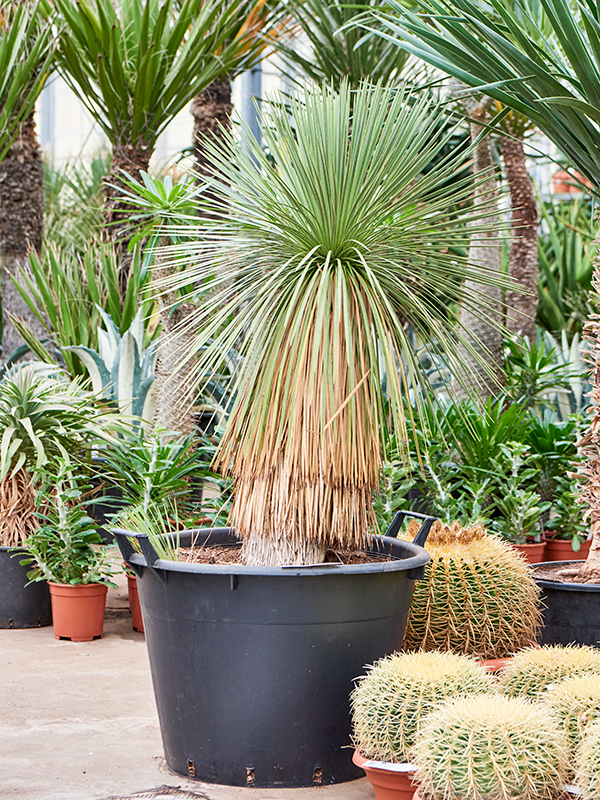 Yucca linearifolia Stem - Foto 82368