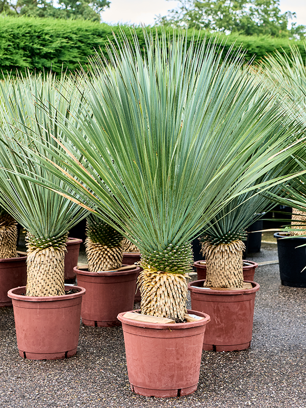 Yucca rostrata (130-140) Stem (30-40) - Foto 82374