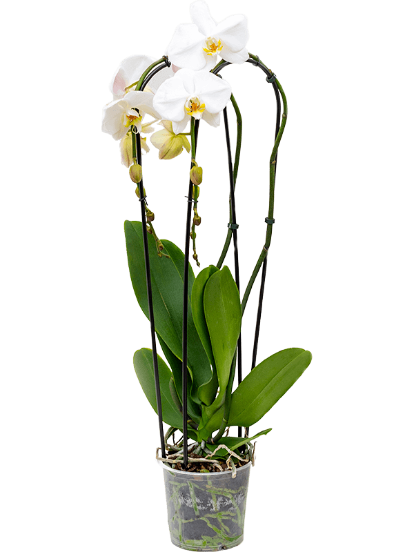 Phalaenopsis 'Tsarine' 4/tray 2-Branches cascade White - Foto 82375