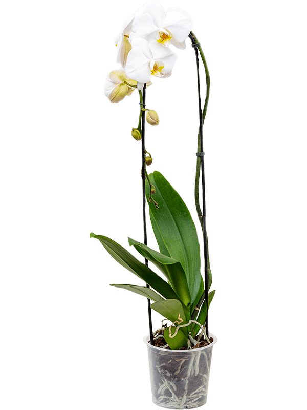 Phalaenopsis 'Tsarine' 4/tray 1-Branch cascade White - Foto 82376