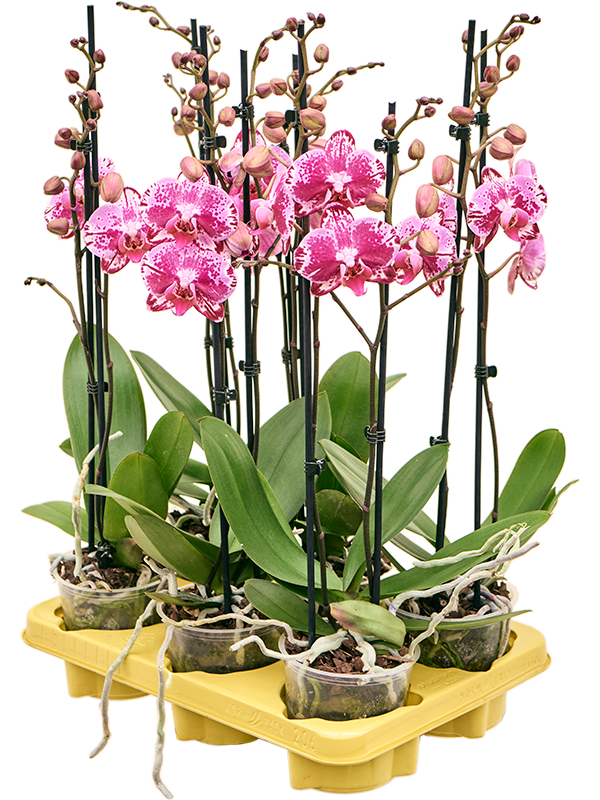 Phalaenopsis 'Molly' 6/tray 2-Branches Pink - Foto 82377