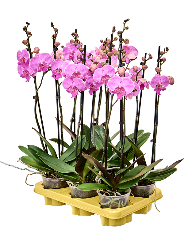 Phalaenopsis 'Laura' 6/tray 2-Branches Pink - Foto 82378