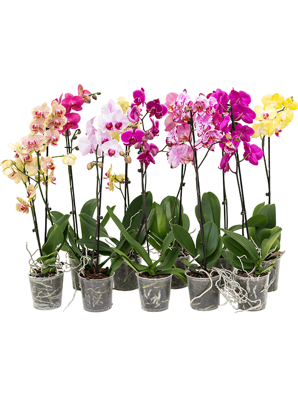 Phalaenopsis Mix 10/tray 1-Branch - Foto 82379