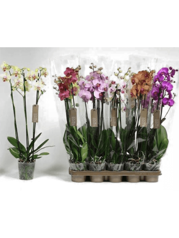 Phalaenopsis mix 10/tray 3-Branches 18+ - Foto 82380