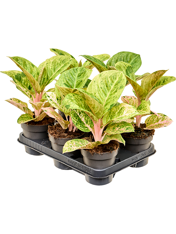 Aglaonema 'Apple Fantasy' 6/tray Tuft - Foto 82381