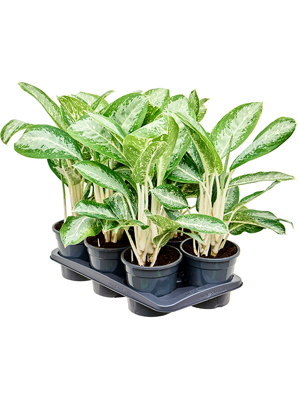 Aglaonema 'Anouk' 6/tray Tuft - Foto 82383