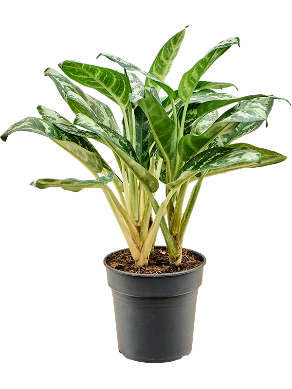 Aglaonema 'Amazon Silver' Bush - Foto 82384