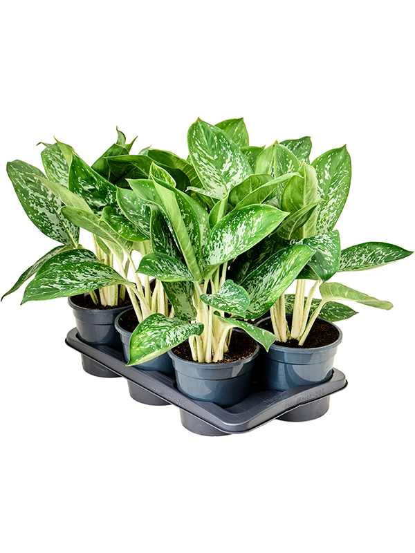 Aglaonema ‘Britt’ 6/tray Tuft - Foto 82386