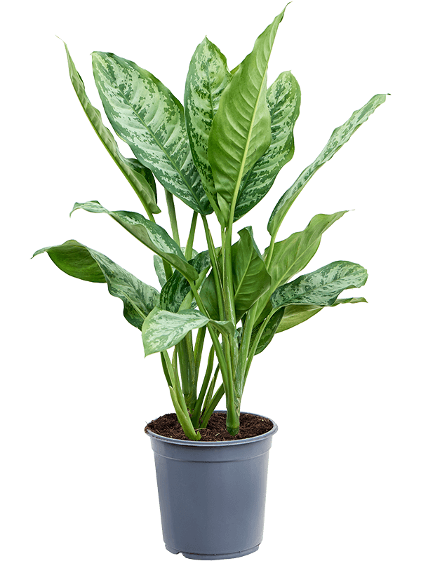 Aglaonema 'Chantal' Tuft - Foto 82387