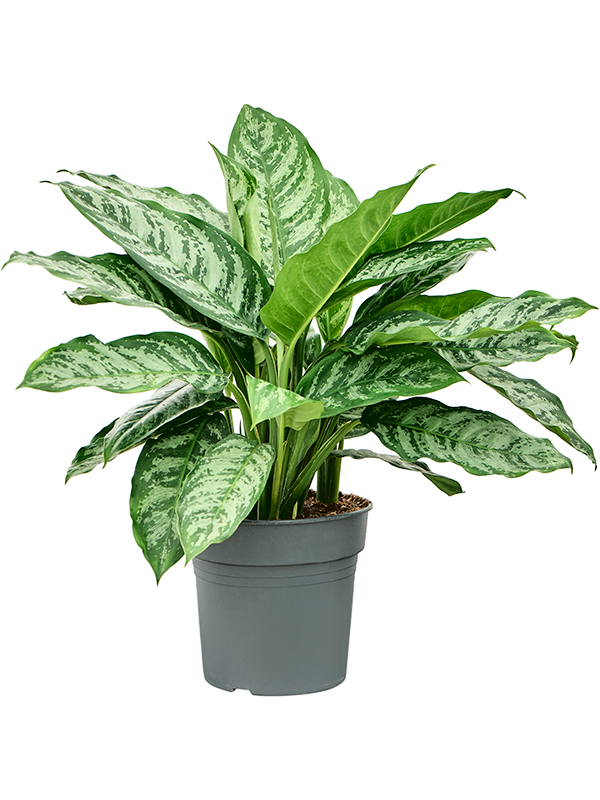 Aglaonema 'Chantal' Tuft - Foto 82388