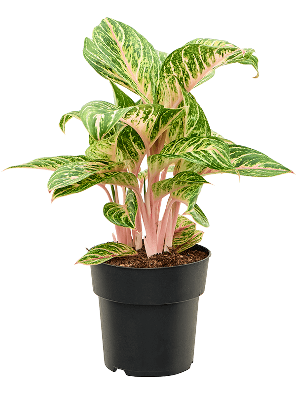 Aglaonema 'Coco Melon' Tuft - Foto 82389