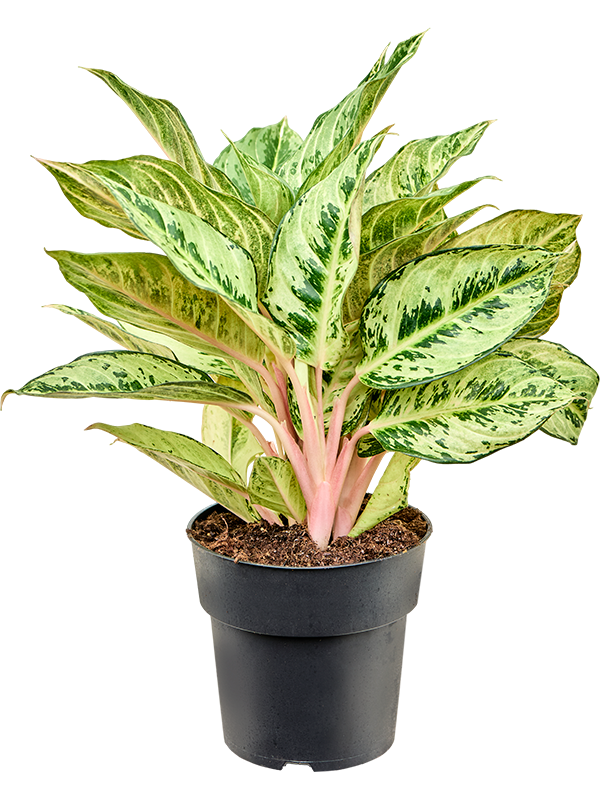 Aglaonema 'Chartreuse Pretty' - Foto 82390