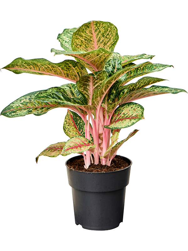 Aglaonema 'Carnival Queen' Tuft - Foto 82391