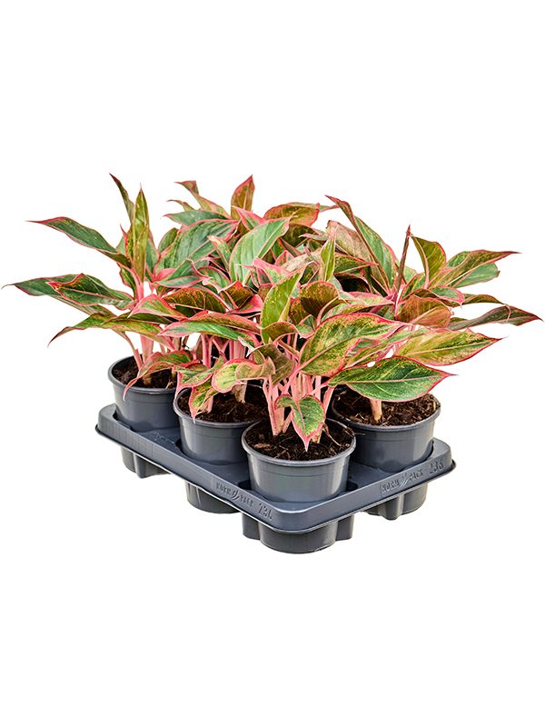 Aglaonema 'Siam Red' 6/tray Tuft - Foto 82392