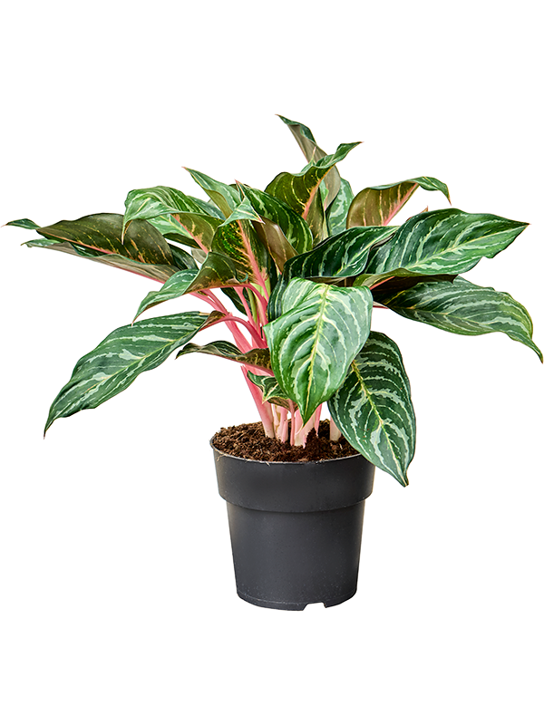 Aglaonema 'Dreamcatcher' Tuft - Foto 82393