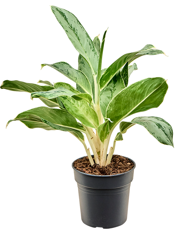 Aglaonema 'Horizon' Tuft - Foto 82394