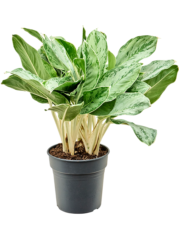 Aglaonema 'Horizon' Tuft - Foto 82395