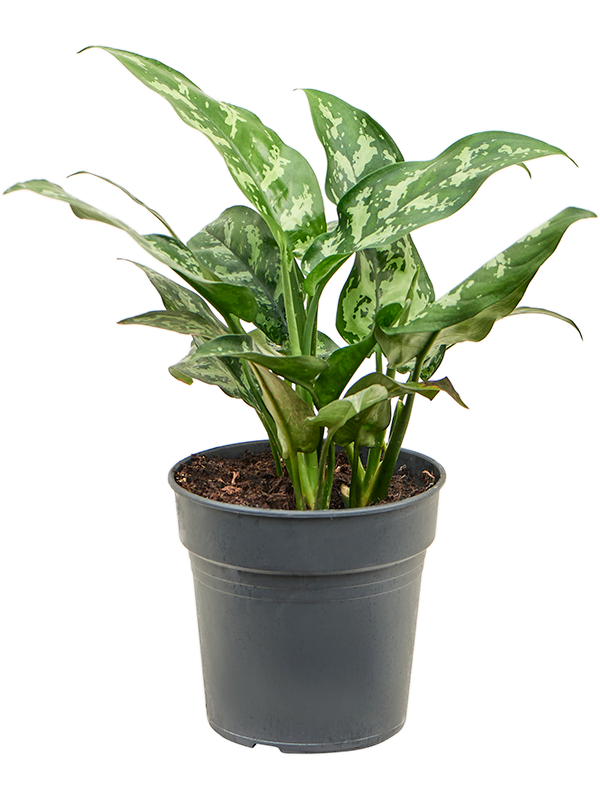 Aglaonema 'Maria' Tuft - Foto 82397