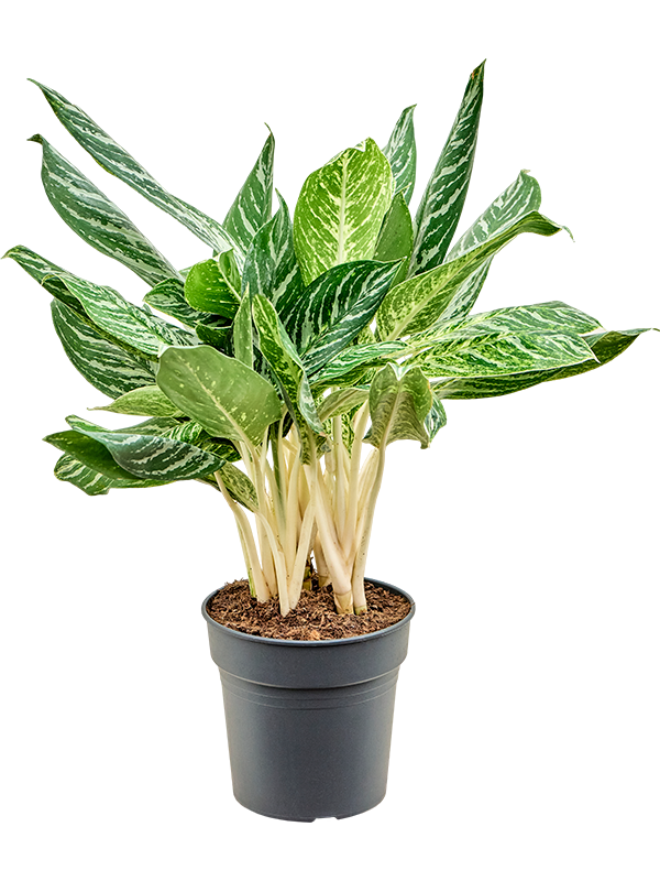 Aglaonema 'Madonna' Bush - Foto 82398