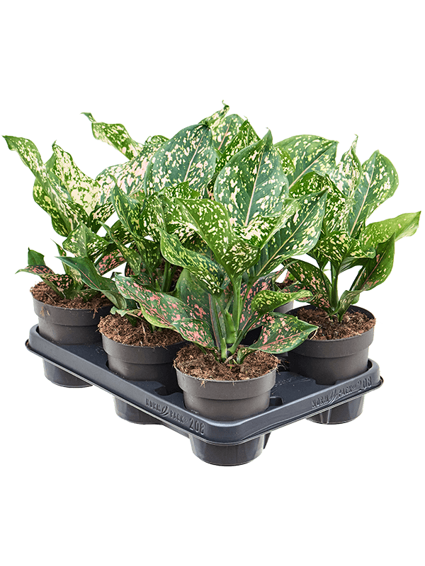 Aglaonema 'Pink Leopard' 6/tray Tuft - Foto 82401