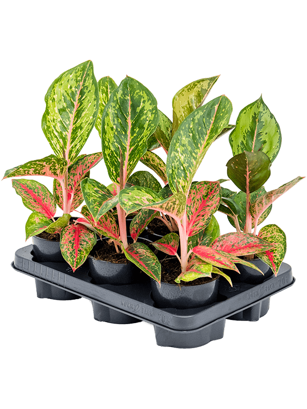 Aglaonema 'Paradise Red' 6/tray Tuft - Foto 82402