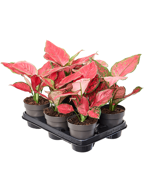 Aglaonema 'Red Joy' 6/tray Tuft - Foto 82403