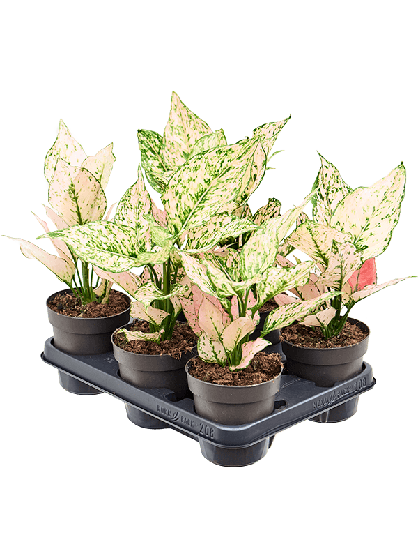 Aglaonema 'Rosy' 6/tray Tuft - Foto 82404