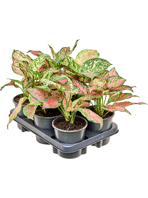 Aglaonema 'Red Valentine' 6/tray Tuft - Foto 82406