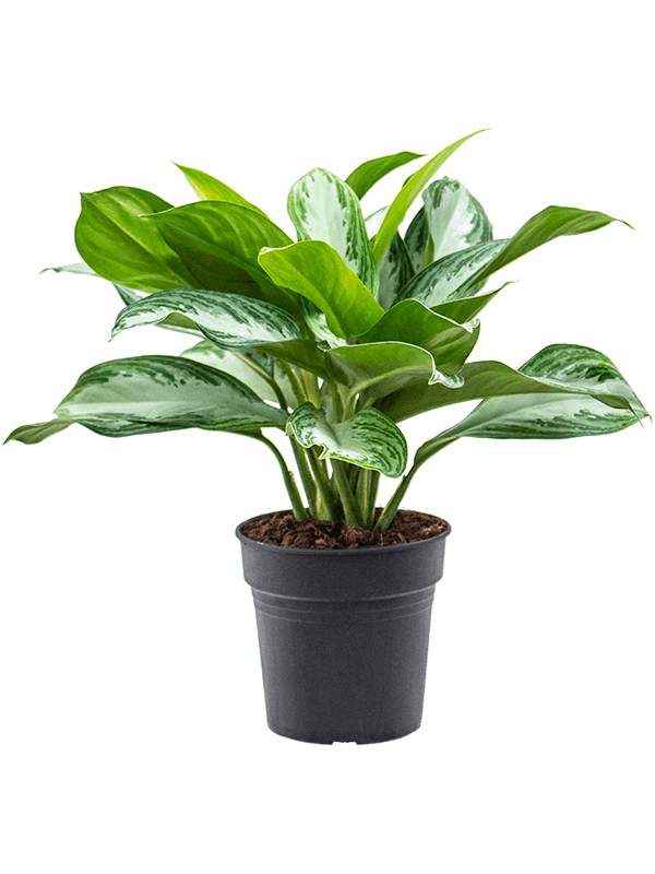 Aglaonema 'Silver Bay' Tuft - Foto 82408