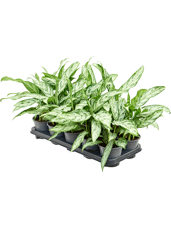 Aglaonema 'Silver Queen Compact' 10/tray Tuft - Foto 82409