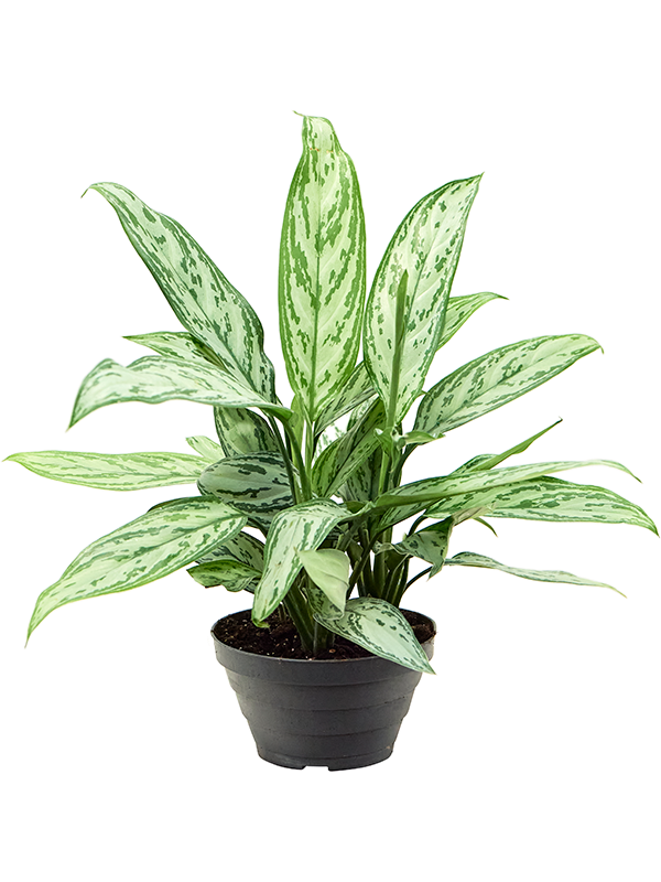 Aglaonema 'Silver Queen' 6/tray Tuft - Foto 82410