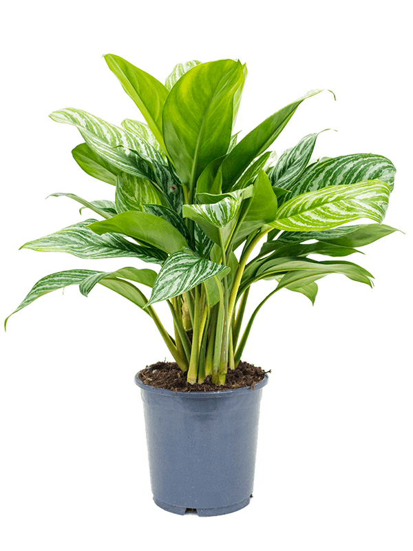 Aglaonema 'Stripes' Tuft, 41308 - Foto 82411