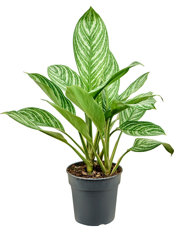 Aglaonema 'Stripes' Tuft - Foto 82412