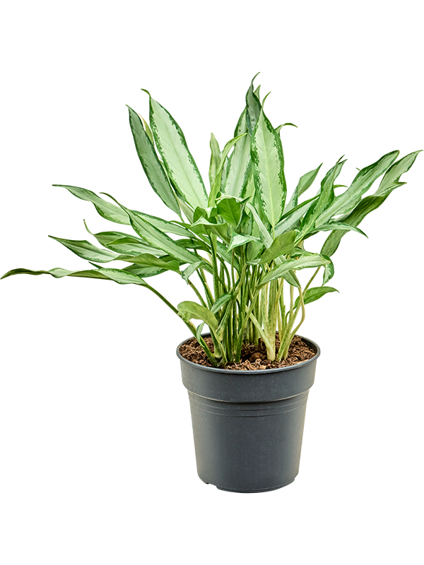 Aglaonema 'White Lance' Bush - Foto 82414