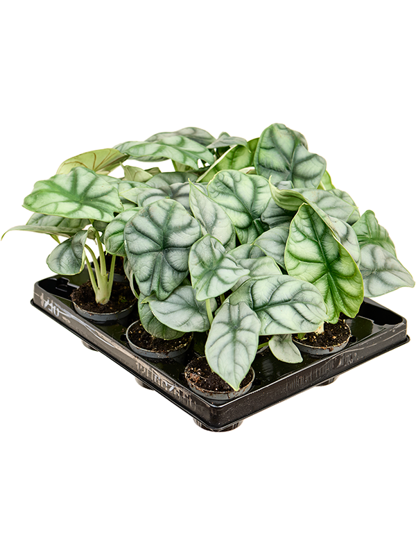 Alocasia 'Silver Dragon' 12/tray - Foto 82416