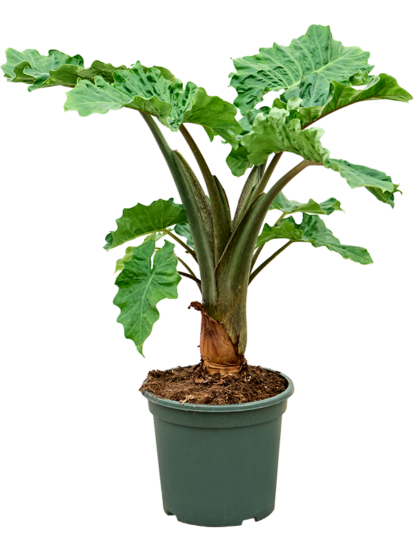 Alocasia 'Low Rider' Bush - Foto 82417