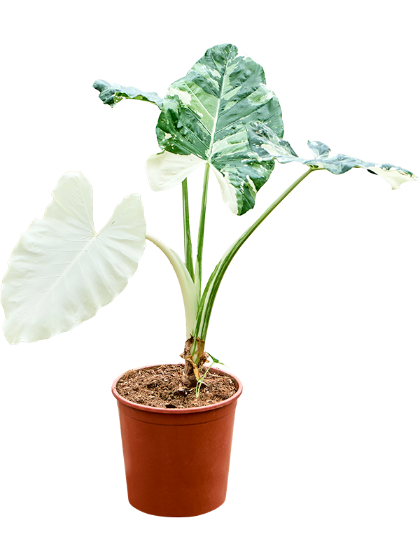 Alocasia macrorrhizos variegata Stem - Foto 82419