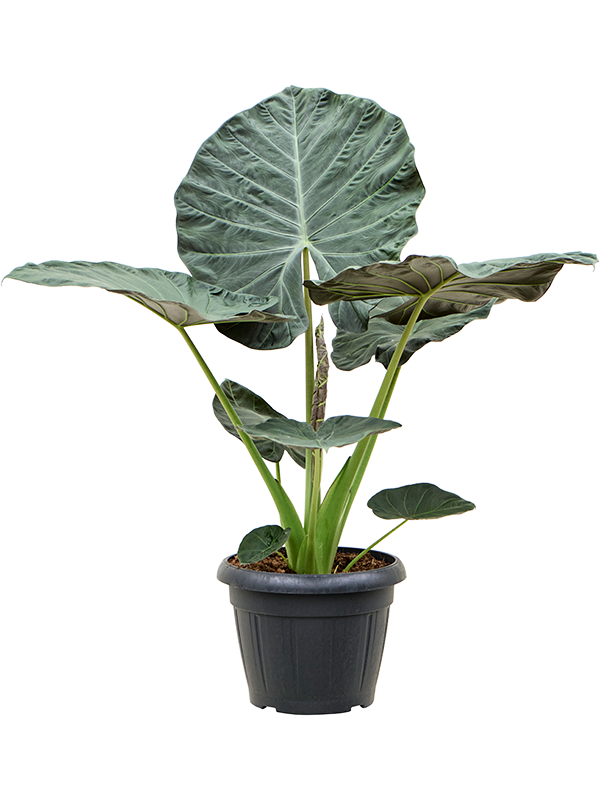 Alocasia 'Regal Shields' - Foto 82420