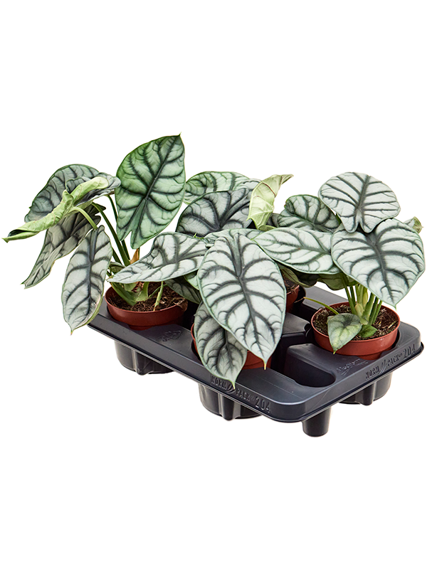 Alocasia 'Silver Dragon' 6/tray - Foto 82421