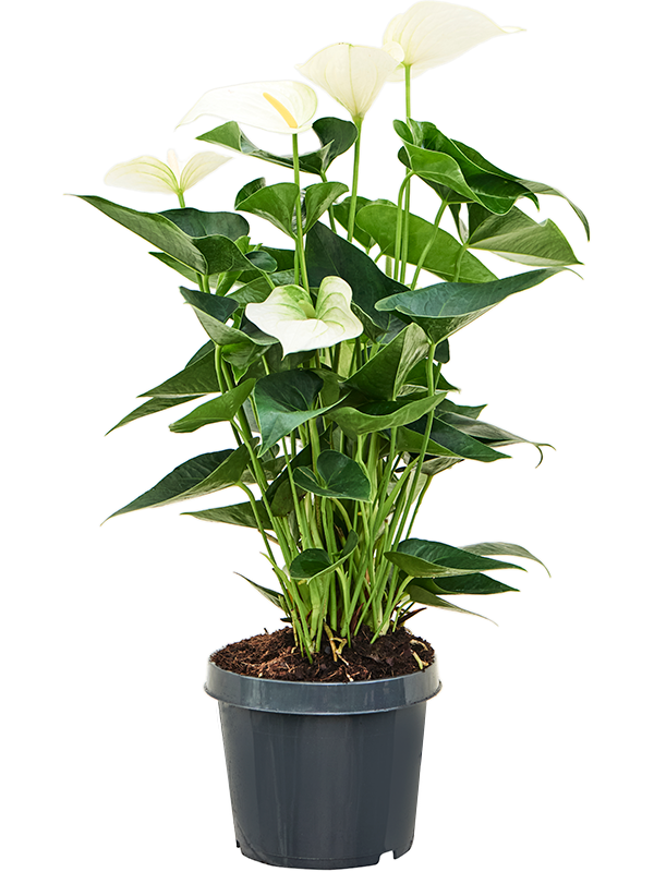 Anthurium andraeanum 'Sierra White' Bush White - Foto 82426