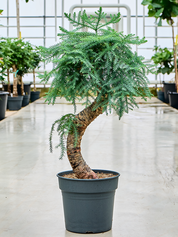 Araucaria cunninghamii Bonsai, 41328 - Foto 82431