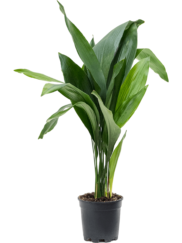 Aspidistra elatior Tuft, 41333 - Foto 82436