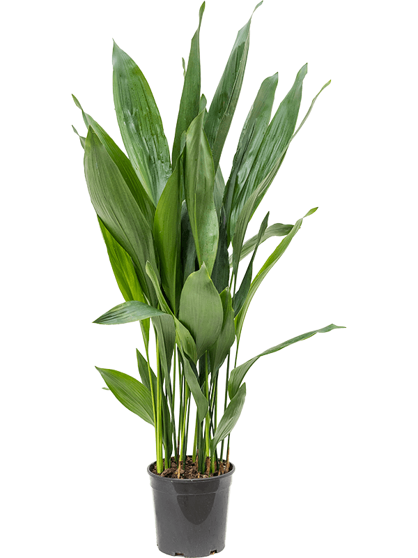 Aspidistra elatior Tuft, 41334 - Foto 82437