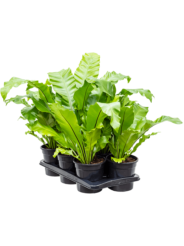 Asplenium nidus 6/tray, 41336 - Foto 82439