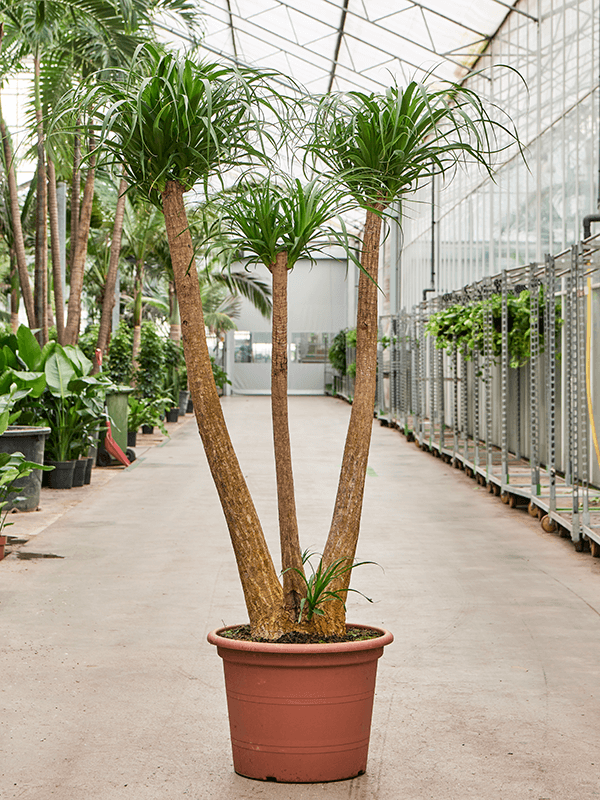 Beaucarnea recurvata Branched - Foto 82449