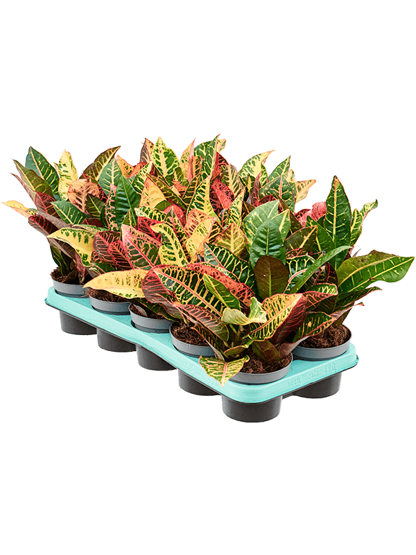 Croton (Codiaeum) variegatum 'Petra' 10/tray 3pp - Foto 82485