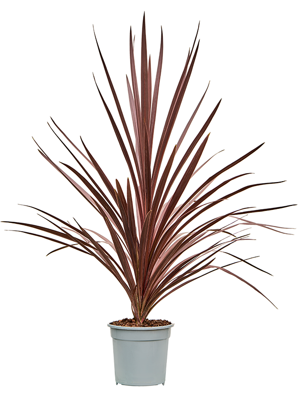 Cordyline australis 'Red Star', 41387 - Foto 82490