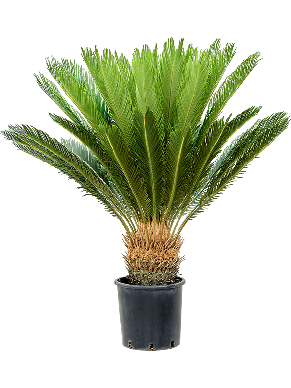 Cycas revoluta Stem (25-30) - Foto 82491